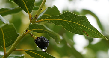 HEALTH BENEFITS OF BAY LEAF